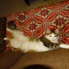 DSC00794