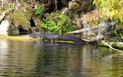 Парк Silver Springs